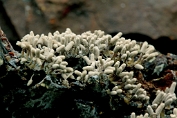 Asgrauw netwatje 01 Myx 0902020 [ Arcyria cinerea ] Asgrauw netwatje 01 Myx 0902020 [ Arcyria cinerea ]