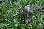 amaniet, Grijze, Slanke 04 Bag 0003190 [ Amanita vaginata ] Dia amaniet, Grijze, Slanke 04 Bag 0003190 [ Amanita vaginata ] Dia