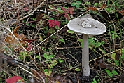 amaniet, Grijze, Slanke 05 Bag 0003190 [ Amanita vaginata ] Dia amaniet, Grijze, Slanke 05 Bag 0003190 [ Amanita vaginata ] Dia