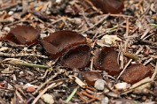 bekerzwam Terneergeslagen 01 Ape 0662120 [ Piziza depreea] bekerzwam Terneergeslagen 01 Ape 0662120 [ Piziza depreea]