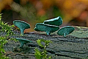 bekerzwam, Gewone kopergroen- . 01 Ahe 0576010 [ Chlorociboria aeruginascens ] bekerzwam, Gewone kopergroen- . 01 Ahe 0576010 [ Chlorociboria aeruginascens ]