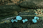 bekerzwam, Gewone kopergroen- . 02 Ahe 0576010 [ Chlorociboria aeruginascens ] bekerzwam, Gewone kopergroen- . 02 Ahe 0576010 [ Chlorociboria aeruginascens ]