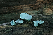 bekerzwam, Gewone kopergroen- . 03 Ahe 0576010 [ Chlorociboria aeruginascens ] bekerzwam, Gewone kopergroen- . 03 Ahe 0576010 [ Chlorociboria aeruginascens ]