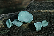 bekerzwam, Gewone kopergroen- . 04 Ahe 0576010 [ Chlorociboria aeruginascens ] bekerzwam, Gewone kopergroen- . 04 Ahe 0576010 [ Chlorociboria aeruginascens ]