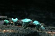 bekerzwam, Gewone kopergroen- . 05 Ahe 0576010 [ Chlorociboria aeruginascens ] bekerzwam, Gewone kopergroen- . 05 Ahe 0576010 [ Chlorociboria aeruginascens ]