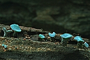 bekerzwam, Gewone kopergroen- . 06 Ahe 0576010 [ Chlorociboria aeruginascens ] bekerzwam, Gewone kopergroen- . 06 Ahe 0576010 [ Chlorociboria aeruginascens ]
