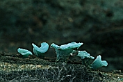 bekerzwam, Gewone kopergroen- . 07 Ahe 0576010 [ Chlorociboria aeruginascens ] bekerzwam, Gewone kopergroen- . 07 Ahe 0576010 [ Chlorociboria aeruginascens ]