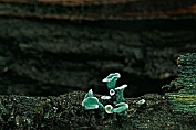 bekerzwam, Gewone kopergroen- . 08 Ahe 0576010 [ Chlorociboria aeruginascens ] bekerzwam, Gewone kopergroen- . 08 Ahe 0576010 [ Chlorociboria aeruginascens ]