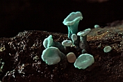 bekerzwam, Gewone kopergroen- . 09 Ahe 0576010 [ Chlorociboria aeruginascens ] bekerzwam, Gewone kopergroen- . 09 Ahe 0576010 [ Chlorociboria aeruginascens ]