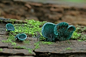 bekerzwam, Gewone kopergroen- . 10 Ahe 0576010 [ Chlorociboria aeruginascens ] bekerzwam, Gewone kopergroen- . 10 Ahe 0576010 [ Chlorociboria aeruginascens ]