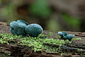 bekerzwam, Gewone kopergroen- . 11 Ahe 0576010 [ Chlorociboria aeruginascens ] bekerzwam, Gewone kopergroen- . 11 Ahe 0576010 [ Chlorociboria aeruginascens ]