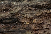 bekerzwam, Molm- 14 Ape 0662220 [ Peziza micropus ] bekerzwam, Molm- 14 Ape 0662220 [ Peziza micropus ]