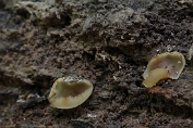 bekerzwam, Molm- 15 Ape 0662220 [ Peziza micropus ] bekerzwam, Molm- 15 Ape 0662220 [ Peziza micropus ]