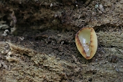 bekerzwam, Molm- 16 Ape 0662220 [ Peziza micropus ] bekerzwam, Molm- 16 Ape 0662220 [ Peziza micropus ]