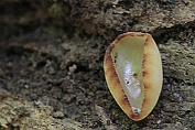 bekerzwam, Molm- 17 Ape 0662220 [ Peziza micropus ] bekerzwam, Molm- 17 Ape 0662220 [ Peziza micropus ].