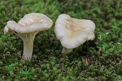 cantharel Roestvlekken 01 Bcg 3002035 [ Cantharellus ferruginascens ] cantharel Roestvlekken 01 Bcg 3002035 [ Cantharellus ferruginascens ]