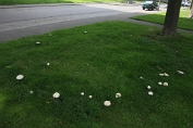 champignon, Gewoneanijs- 15 Bag 0001030 [ Agaricus arvensis ] heksenkring champignon, Gewoneanijs- 15 Bag 0001030 [ Agaricus arvensis ] heksenkring
