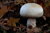 champignon, Gewoneanijs- 16 Bag 0001030 [ Agaricus arvensis ] heksenkring champignon, Gewoneanijs- 16 Bag 0001030 [ Agaricus arvensis ] heksenkring