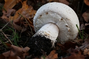 champignon, Gewoneanijs- 17 Bag 0001030 [ Agaricus arvensis ] heksenkring champignon, Gewoneanijs- 17 Bag 0001030 [ Agaricus arvensis ] heksenkring
