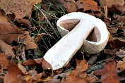 champignon, Gewoneanijs- 18 Bag 0001030 [ Agaricus arvensis ] heksenkring champignon, Gewoneanijs- 18 Bag 0001030 [ Agaricus arvensis ] heksenkring