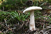 champignonparasol, Blanke 04 Bag 0076079 [ Leucoagaricus leucothites ] . champignonparasol, Blanke 04 Bag 0076079 [ Leucoagaricus leucothites ]