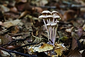 collybia, Bundel- 09 Bag 0024040 [ Gymnopus confluens ] collybia, Bundel- 09 Bag 0024040 [ Gymnopus confluens ]
