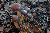 collybia, Compost- 07 Bag 0024239 [ Gymnopus luxurians ] collybia, Compost- 07 Bag 0024239 [ Gymnopus luxurians ]