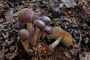 collybia, Compost- 08 Bag 0024239 [ Gymnopus luxurians ] collybia, Compost- 08 Bag 0024239 [ Gymnopus luxurians ]