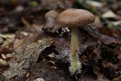 collybia, Scherpe 03 Bag 0024140 [ Gymnopus peronata ] collybia, Scherpe 03 Bag 0024140 [ Gymnopus peronata]