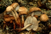 collybia, Spoelvoet- 07 Bag 0024090 [ Gymnopus fusipes ] collybia, Spoelvoet- 07 Bag 0024090 [ Gymnopus fusipes ]