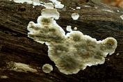 Dennebloedzwam 01 Bco 0409050 [ Stereum sanguinolentum ] Dennebloedzwam 01 Bco 0409050 [ Stereum sanguinolentum ]