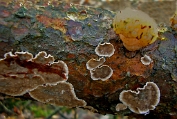 Dennebloedzwam 07 Bco 0409050 [ Stereum sanguinolentum ] + Kerntrilzwam Dia Dennebloedzwam 07 Bco 0409050 [ Stereum sanguinolentum ] + Kerntrilzwam Dia.