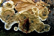 Dennebloedzwam 08 Bco 0409050 [ Stereum sanguinolentum ] Dia Dennebloedzwam 08 Bco 0409050 [ Stereum sanguinolentum ] Dia