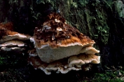 Dennemoorder 03 Bpo 0328010 [ Heterobasidion annosum ] Dia Dennemoorder 03 Bpo 0328010 [ Heterobasidion annosum ] Dia