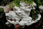 Dennemoorder 50 Bpo 0328010 [ Heterobasidion annosum ] Grutatie Dennemoorder 50 Bpo 0328010 [ Heterobasidion annosum ] Grutatie