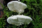 Dennemoorder 52 Bpo 0328010 [ Heterobasidion annosum ] Grutatie Dennemoorder 52 Bpo 0328010 [ Heterobasidion annosum ] Grutatie