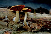 Dennevlamhoed 01 Bag 0051059 [ Gymnopilus sapineus ] Dennevlamhoed 01 Bag 0051059 [ Gymnopilus sapineus ]