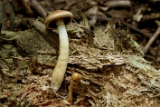 Dennevlamhoed 02 Bag 0051059 [ Gymnopilus sapineus ] Dennevlamhoed 02 Bag 0051059 [ Gymnopilus sapineus ]