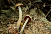 Dennevlamhoed 03 Bag 0051059 [ Gymnopilus sapineus ] Dennevlamhoed 03 Bag 0051059 [ Gymnopilus sapineus ]