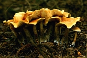 Dennevlamhoed 04 Bag 0051059 [ Gymnopilus sapineus ] Dennevlamhoed 04 Bag 0051059 [ Gymnopilus sapineus ]