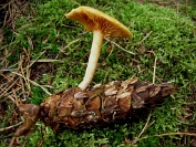 Dennevlamhoed 06 Bag 0051059 [ Gymnopilus sapineus ] op Douglasappel. Dia Dennevlamhoed 06 Bag 0051059 [ Gymnopilus sapineus ] op Douglasappel. Dia