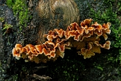 Eikenbloedzwam 01 Bco 0409010 [ Stereum gausapatum ]