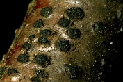 Eikenschorsschijfje 02 Apy 0593020 [ Diatypella pulvinata ]