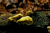 elfenbankje, Geelgerand 01 Bpo 0417030 [ Antrodiella serpula ] Dia