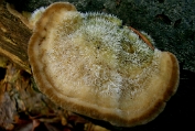elfenbankje, Gezoneerd 03 Bpo 0417080 [ Trametes ochracea ] Dia SANYO DIGITAL CAMERA