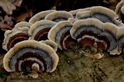 elfenbankje, Gezoneerd 08 Bpo 0417080 [ Trametes ochracea ]