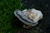 elfenbankje,Doolhof- 03 Bpo 0280010 [ Cerrena unicolor ]