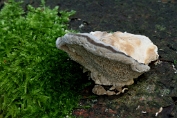 elfenbankje,Doolhof- 04 Bpo 0280010 [ Cerrena unicolor ]