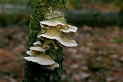 elfenbankje,Tweekleurig 01 Bpo 0274010 [ Gloeoporus dichrous ]