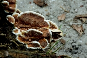elfenbankje,Tweekleurig 05 Bpo 0274010 [ Gloeoporus dichrous ]